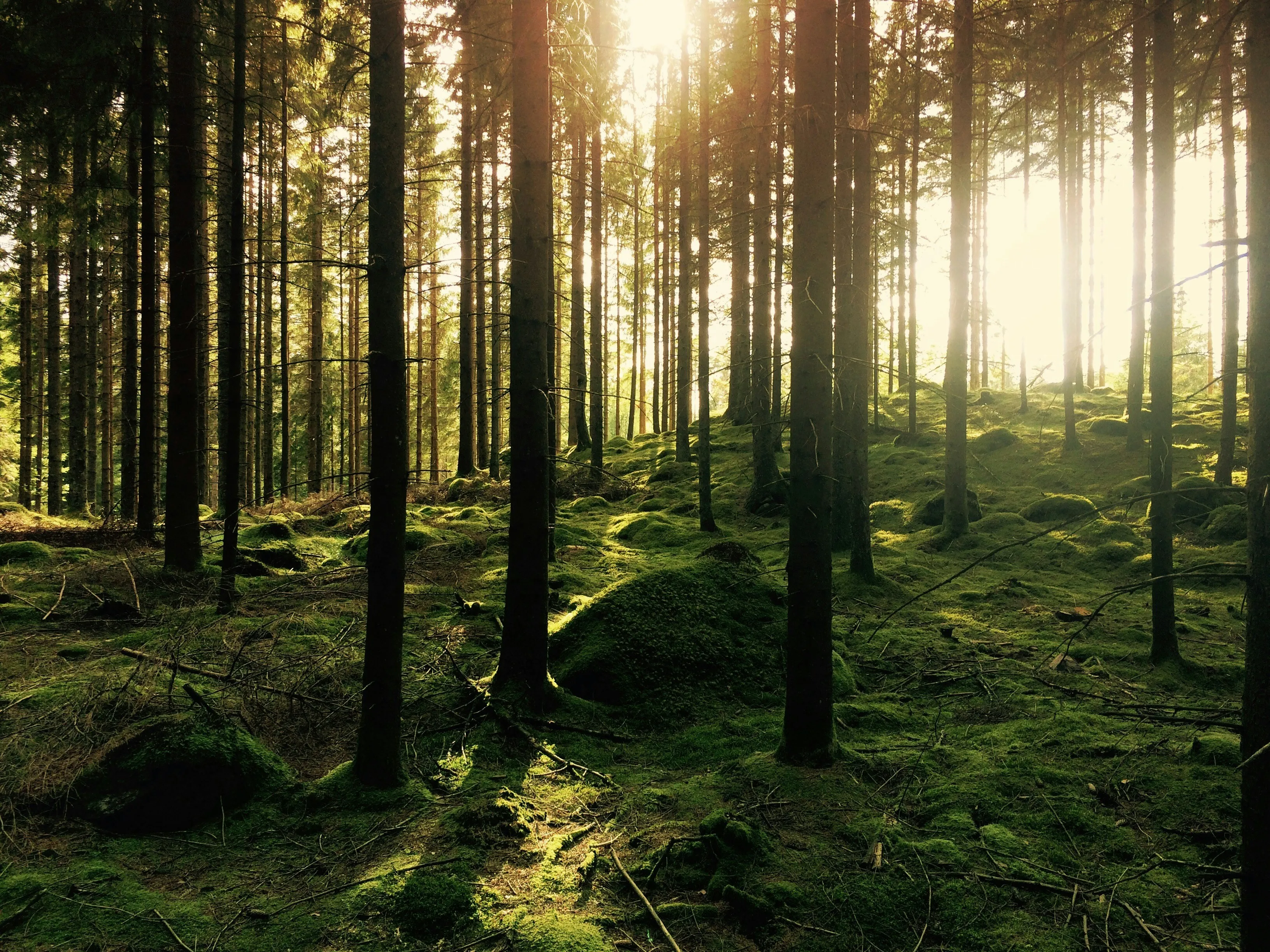 Wild stays in the Baltics — Wilderio